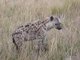 spotted hyena (Crocuta crocuta)
