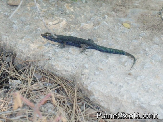 Lilford's Wall Lizard (Podarcis lilfordi)