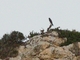 Eleonora's Falcon (Falco eleonorae)