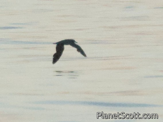 Balearic Shearwater (Puffinus mauretanicus)