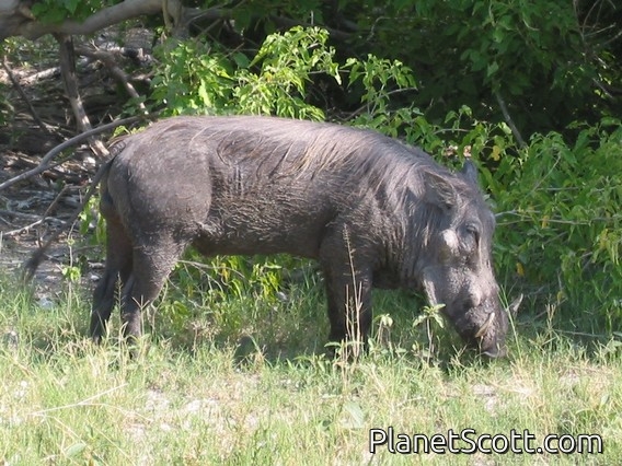 common warthog (Phacochoerus africanus)
