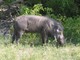 common warthog (Phacochoerus africanus)