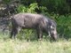 common warthog (Phacochoerus africanus)