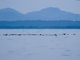 Balearic Shearwater (Puffinus mauretanicus)