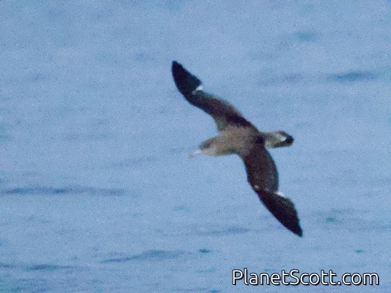 Scopoli's Shearwater (Calonectris diomedea)