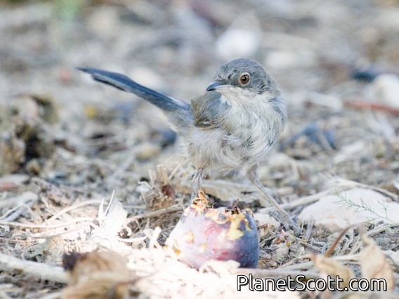 Sardinian Warbler (Curruca melanocephala)