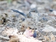 Sardinian Warbler (Curruca melanocephala)