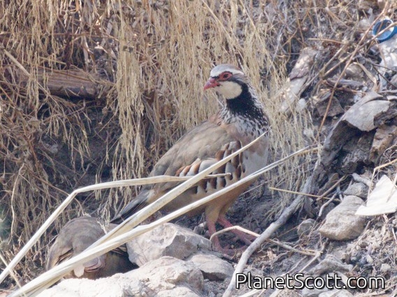 Red-legged Partridge (Alectoris rufa)