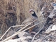 Red-legged Partridge (Alectoris rufa)