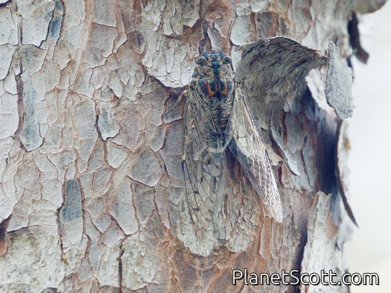 Barbary Cicada (Cicada barbara)