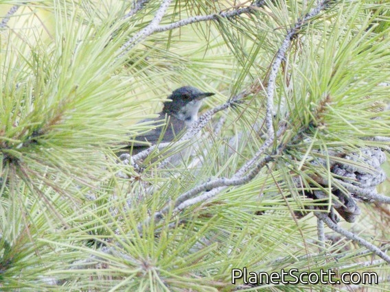 Sardinian Warbler (Curruca melanocephala)