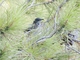 Sardinian Warbler (Curruca melanocephala)
