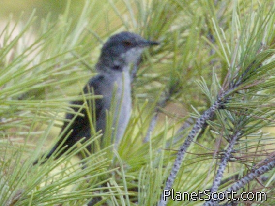 Sardinian Warbler (Curruca melanocephala)