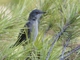 Sardinian Warbler (Curruca melanocephala)
