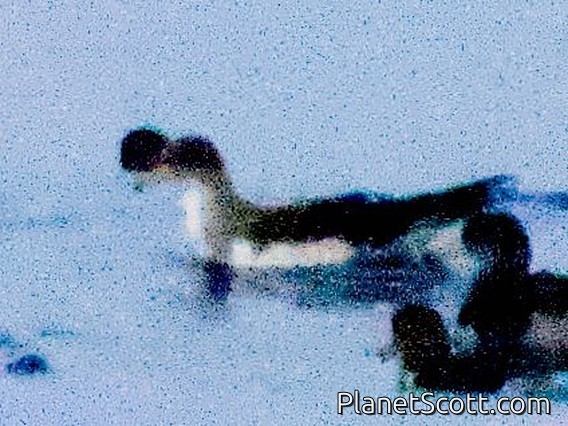 Scopoli's Shearwater (Calonectris diomedea)