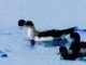 Scopoli's Shearwater (Calonectris diomedea)