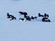 Balearic Shearwater (Puffinus mauretanicus)