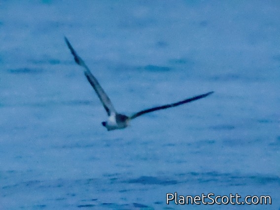 Scopoli's Shearwater (Calonectris diomedea)
