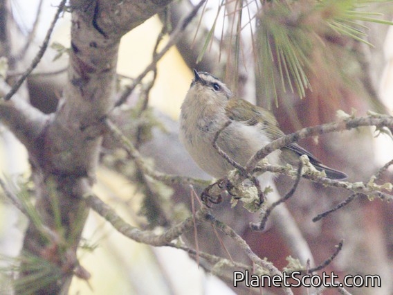 Common Firecrest (Regulus ignicapilla)