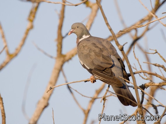Common Wood-Pigeon (Columba palumbus)