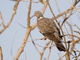 Common Wood-Pigeon (Columba palumbus)