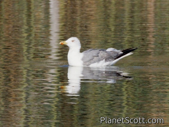 Yellow-legged Gull (Larus michahellis)