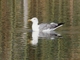 Yellow-legged Gull (Larus michahellis)