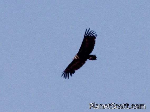 Cinereous Vulture (Aegypius monachus)