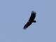 Cinereous Vulture (Aegypius monachus)