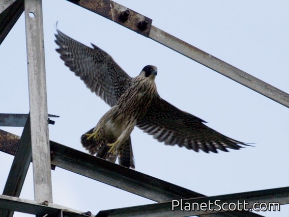 Peregrine Falcon (Falco peregrinus)