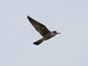 Peregrine Falcon (Falco peregrinus)