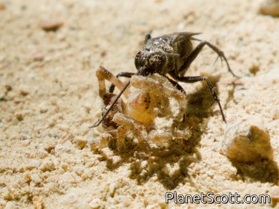 Tarantula Hawk Wasp (Cryptocheilus elegans)
