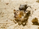 Tarantula Hawk Wasp (Cryptocheilus elegans)