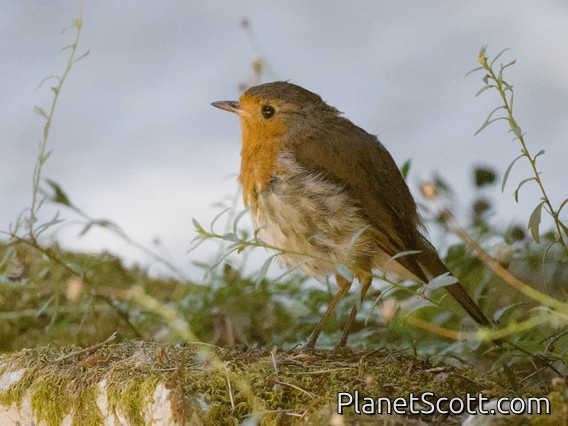 European Robin (Erithacus rubecula)