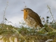 European Robin (Erithacus rubecula)