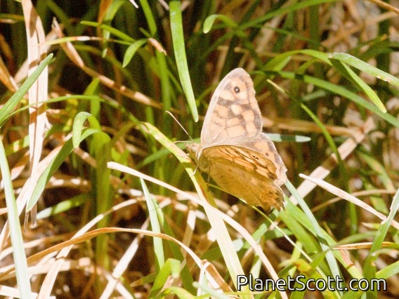 Speckled Wood (Pararge aegeria)