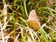 Speckled Wood (Pararge aegeria)
