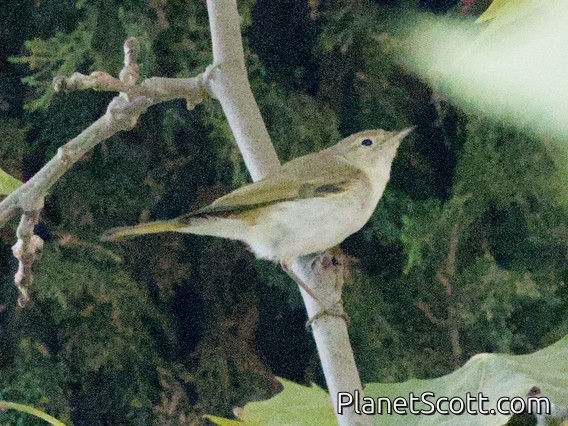 Western Bonelli's Warbler (Phylloscopus bonelli)
