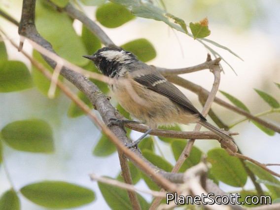Coal Tit (Periparus ater) - Iberian