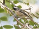 Coal Tit (Periparus ater) - Iberian