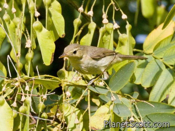 Melodious Warbler (Hippolais polyglotta)