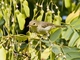 Melodious Warbler (Hippolais polyglotta)