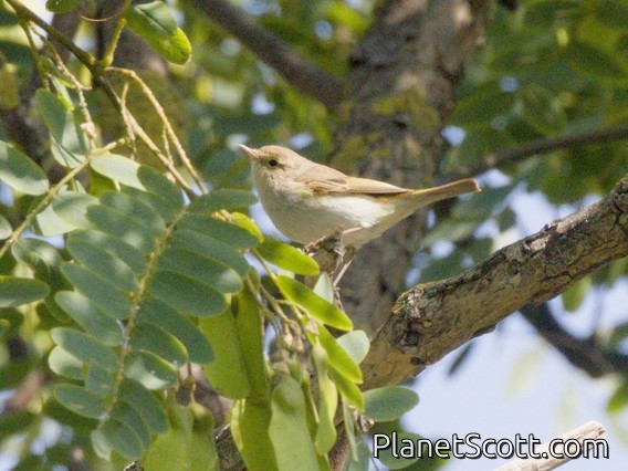 Western Bonelli's Warbler (Phylloscopus bonelli)