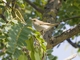 Western Bonelli's Warbler (Phylloscopus bonelli)
