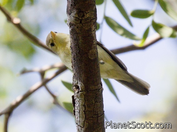 Melodious Warbler (Hippolais polyglotta)
