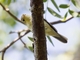 Melodious Warbler (Hippolais polyglotta)