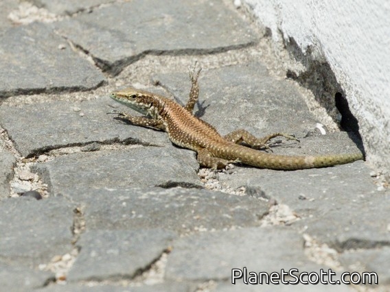 Madeira Lizard (Teira dugesii)