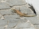 Madeira Lizard (Teira dugesii)