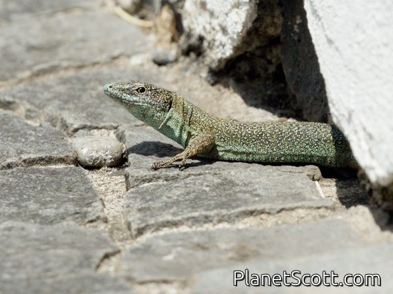 Madeira Lizard (Teira dugesii)