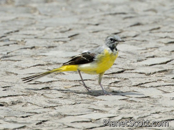 Gray Wagtail (Motacilla cinerea)